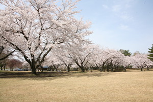 小渡平公園の桜
