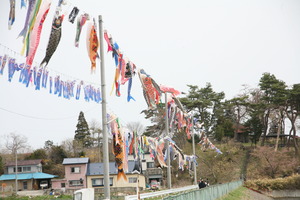 桜沼公園の鯉のぼり